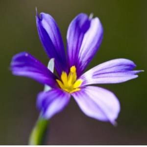 Meet your Posher, Mia